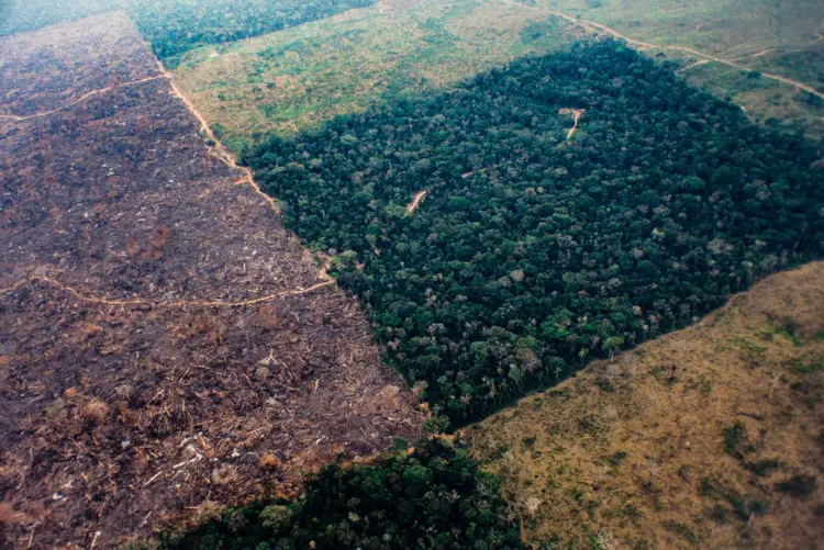 Desmatamento: a pecuária é uma das principais causas do desmatamento da Amazônia, que atingiu maior nível em 11 anos no Brasil no último ano (Ricardo Funari/Getty Images)