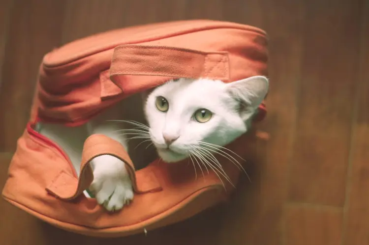 Cat out of the bag: é para tirar o gato da bolsa? (uccia_photography/Getty Images)