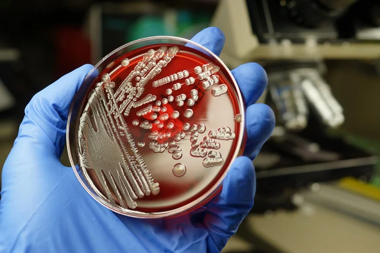 Ciência: cientistas reconstruíram e sintetizaram todo o DNA da bactéria Escherichia coli em laboratório (Rodolfo Parulan Jr/Getty Images)