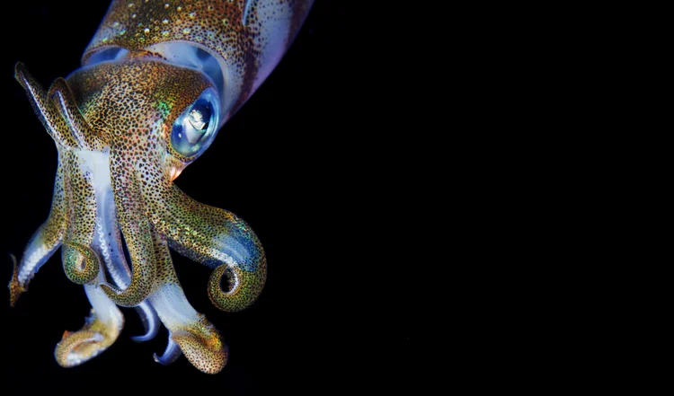 Lulas e polvos são bastante afetados pelo aumento da temperatura (Nature, underwater and art photos/Getty Images)