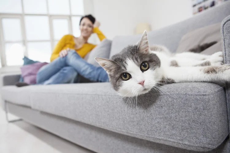 STJ: os animais não podem apresentar risco aos demais moradores (Westend61/Getty Images)