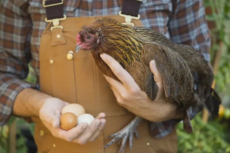Até 2028, 100% dos ovos comercializados pela empresa serão provenientes de sistemas livres de gaiolas (Hero Images/Getty Images)