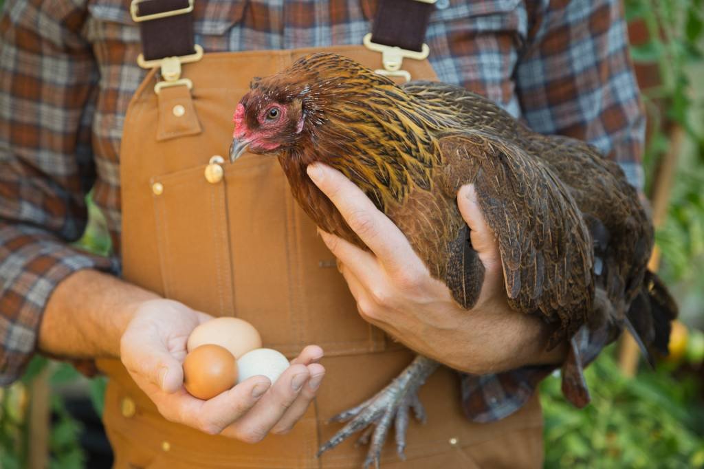 Walmart vai eliminar no Brasil venda de ovos de galinhas confinadas