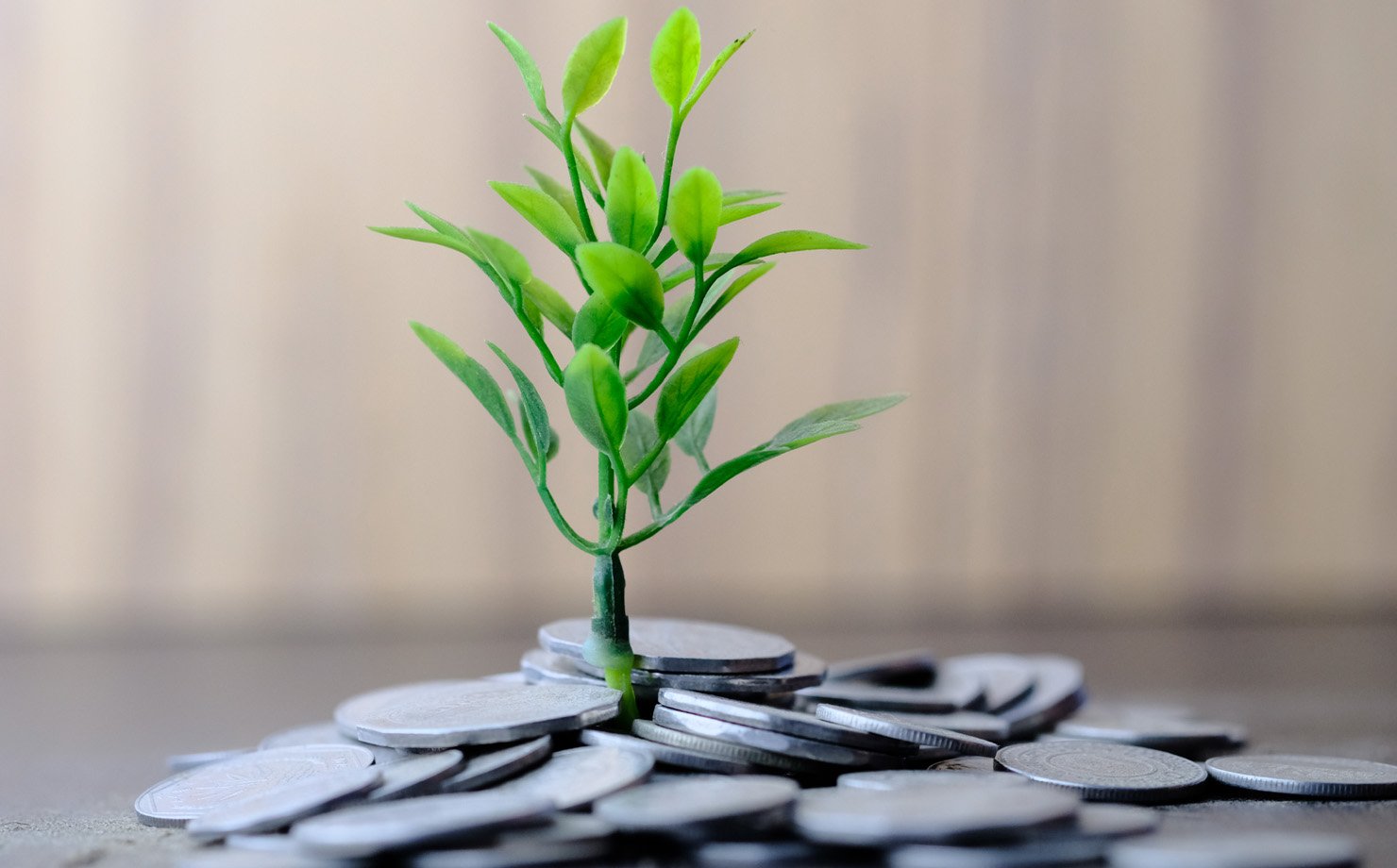 Como investir em fundos estrelados, como o Verde, e ainda fazer o bem