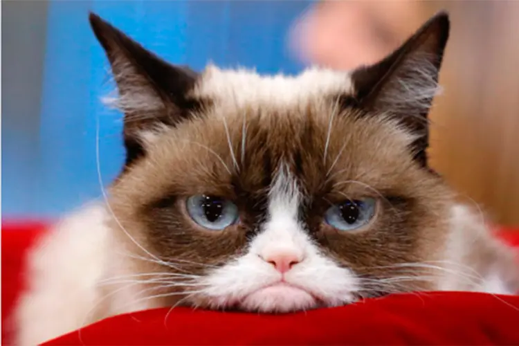 Grumpy Cat: fenômeno da internet e do marketing. (Grumpy Cat/ Instagram/Reprodução)