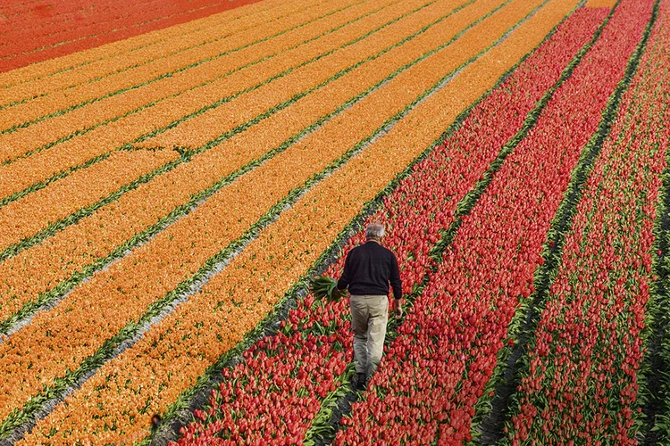 Holanda: confira as bolsas disponíveis para brasileiros (Darrell Gulin/Getty Images)