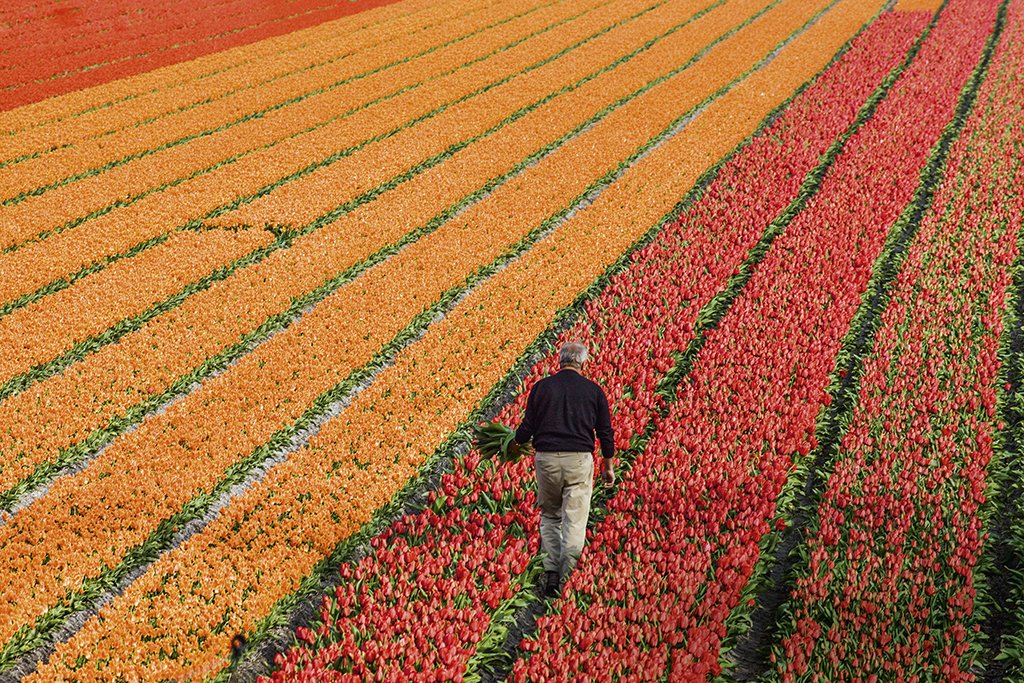 CAMPO DE TULIPAS: A Holanda é grande produtora de flores, mas seu maior talento é saber vender (Darrell Gulin/Getty Images)