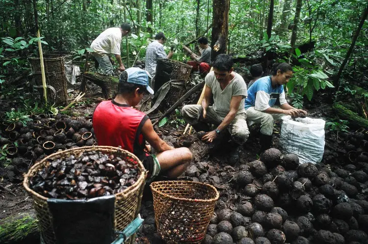 Extração de castanha em reserva de desenvolvimento sustentável no Amapá: Natura é referência internacional em sustentabilidade (Pedro Martinelli/Natura/Divulgação)