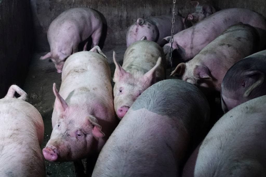Exportação de carne suína do Brasil avança 19% em abril, diz ABPA