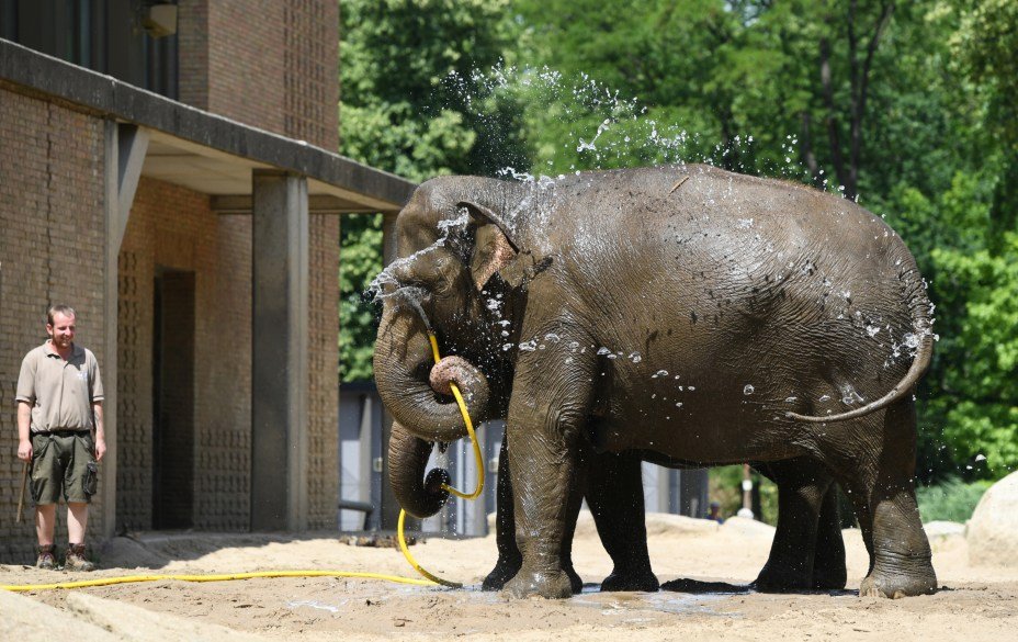 Durante forte onda de calor, elefante brinca com água no zoológico de Berlim