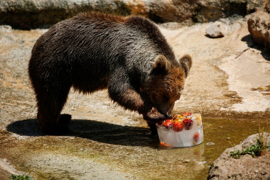 Urso come frutas congeladas em zoológico da Itália durante verão europeu