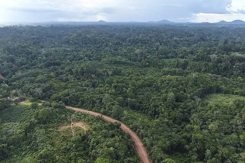 COP27: líderes mundiais lançam parceria para deter perda de florestas até 2030