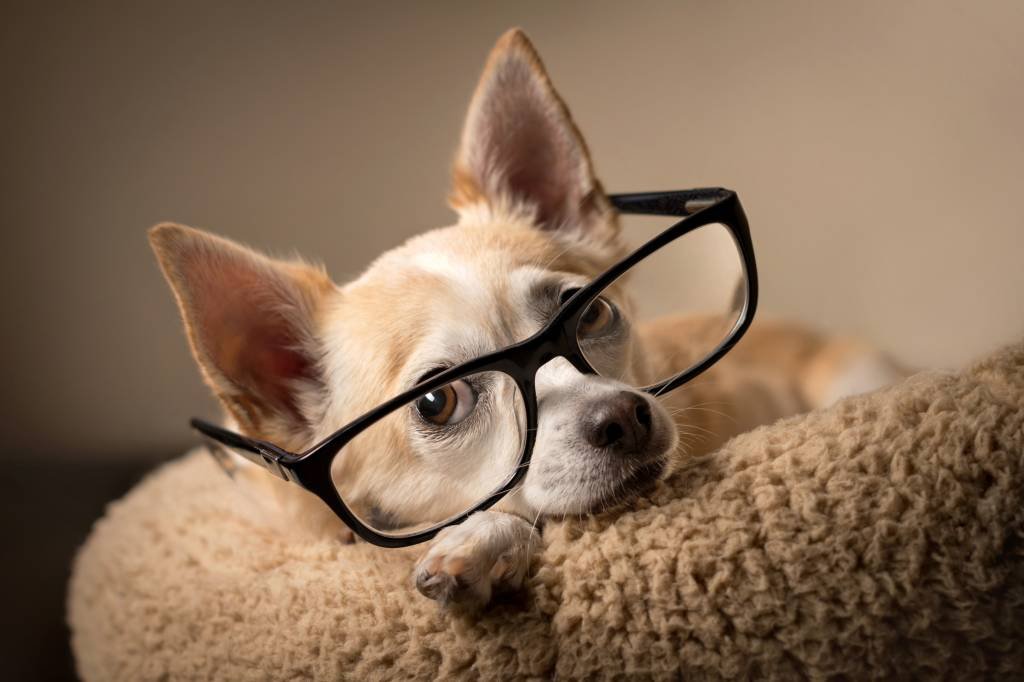 Cachorro de óculos: uso da expressão no singular está errado (Getty Images/Getty Images)
