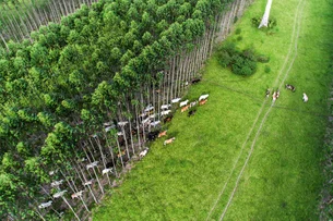 Brasil emite primeiros créditos de carbono por agricultura regenerativa nas Américas