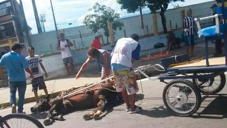 Maus-tratos: Turismo com animais puxando charretes em Aparecida (SP) está com os dias contados. Na foto, cavalo chegou a desmaiar em um dia de calor intenso (Ministério Público/Divulgação)