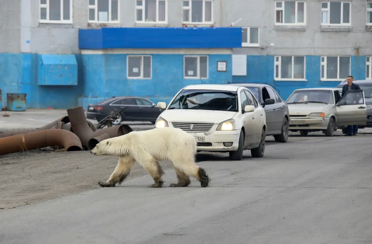 Urso polar: a mudança climática vem danificando seus habitats e obrigando-os a buscar alimentos nas áreas urbanas com maior frequência (Irina Yarinskaya/Zapolyarnaya Pravda/Reuters)