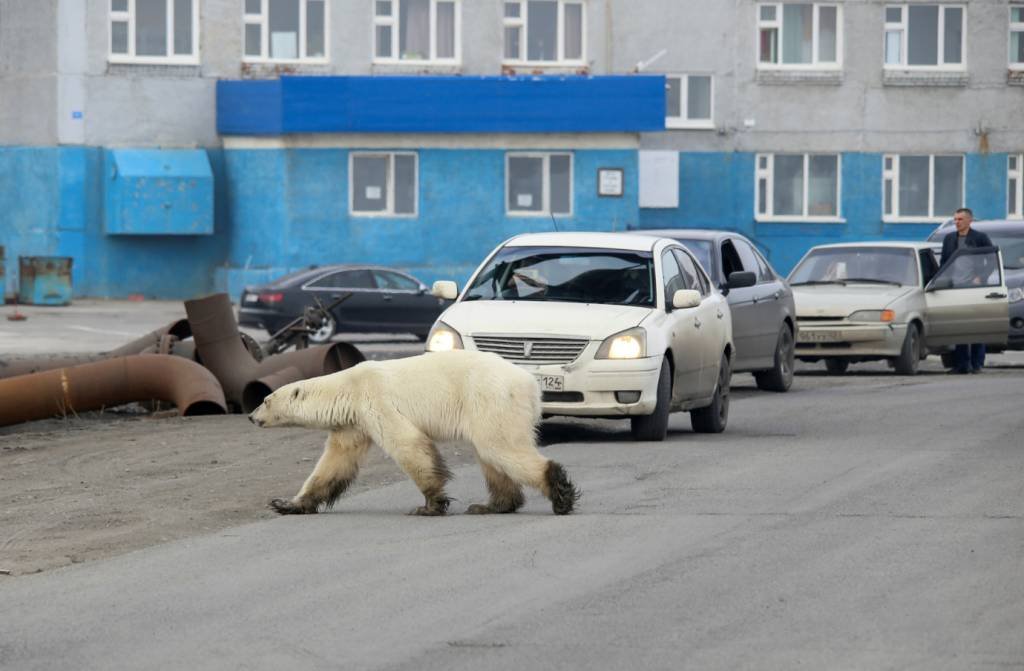 Ursa polar que passeou em cidade russa é levada a zoológico e será tratada