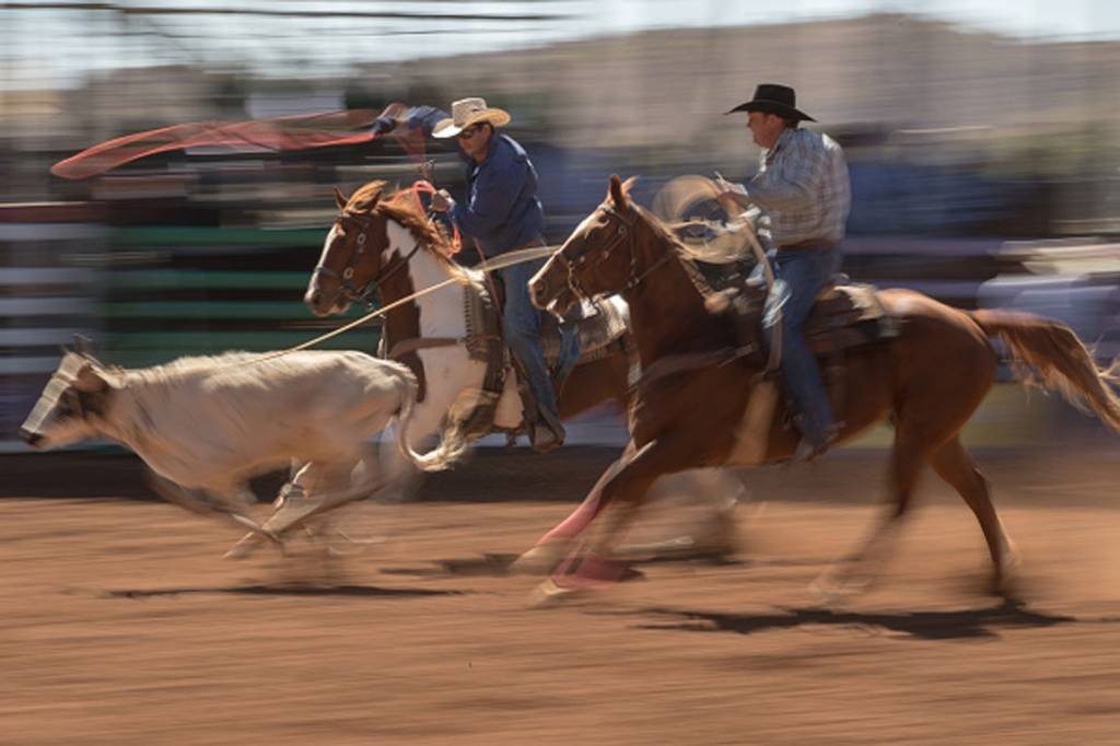 TJ anula leis municipais por tratamento cruel a animais em rodeios