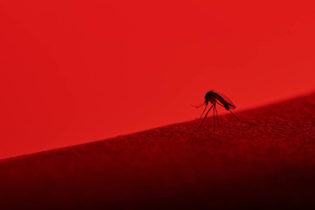 Mosquito da dengue (dimarik/Getty Images)
