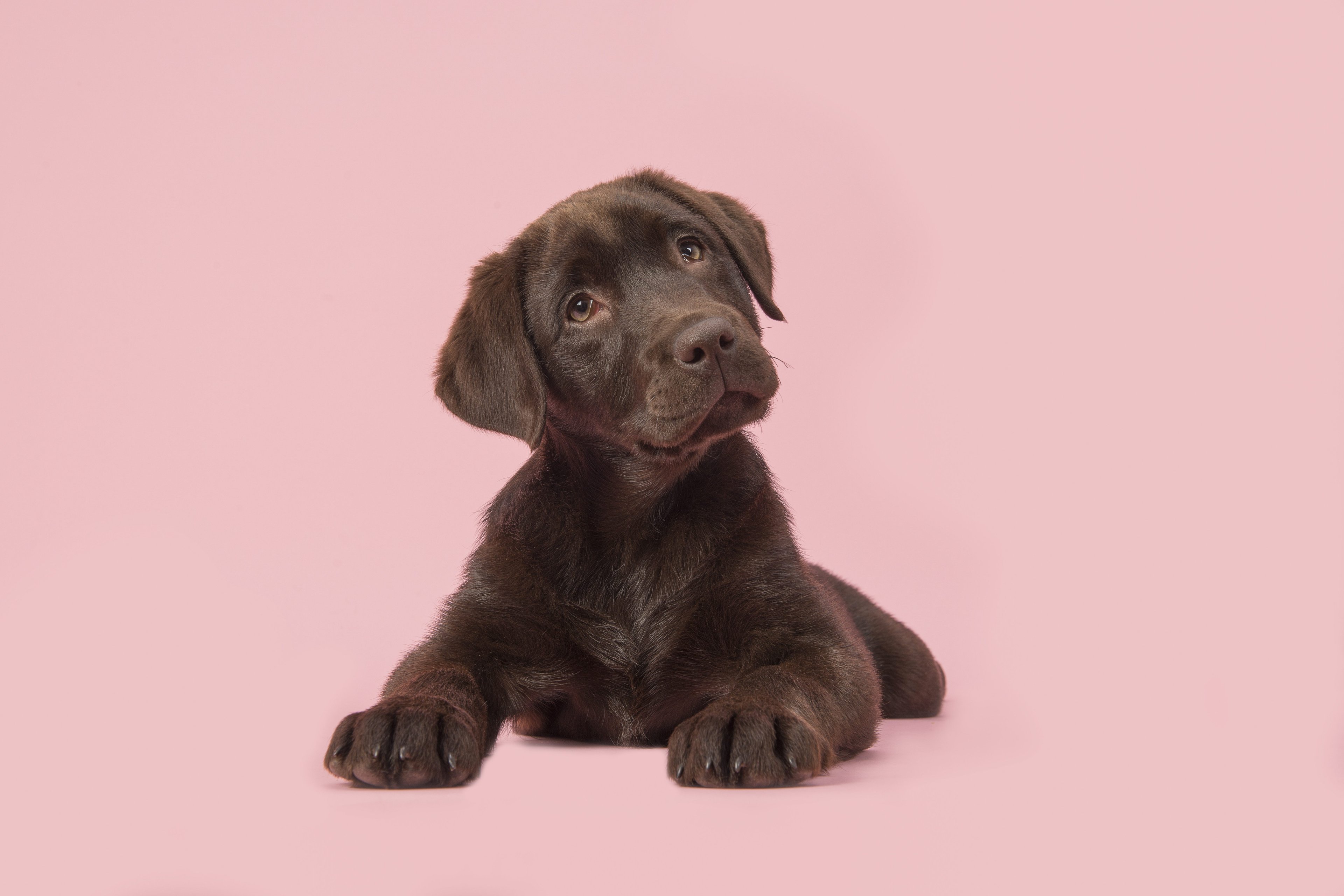 Cientistas decifram o olhar amoroso dos cachorros