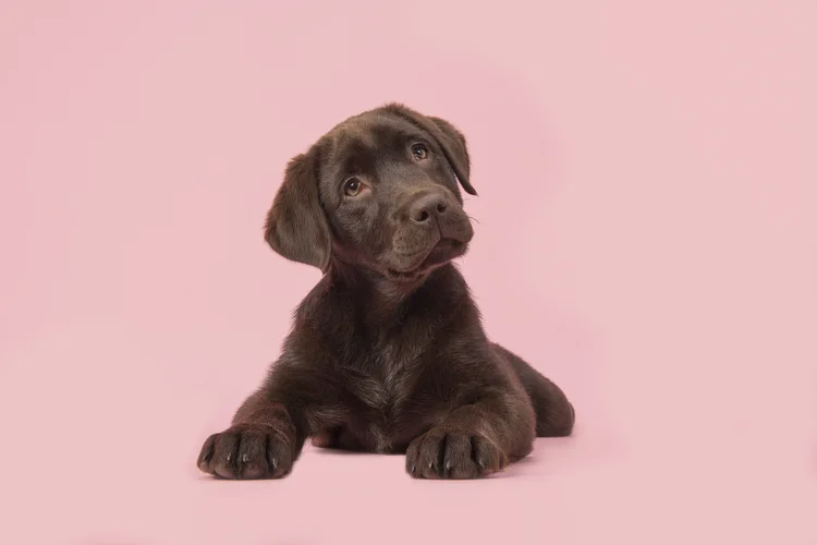 Cachorros: uma pesquisa descobriu como eles conseguem apaixonar os humanos (MirasWonderland/Getty Images)