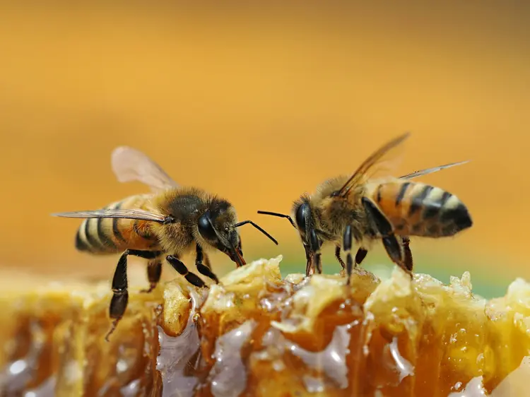 Abelhas: o biossensor consegue identificar as bactérias entre 10 e 25 minutos (Soteavy Som / EyeEm/Getty Images)