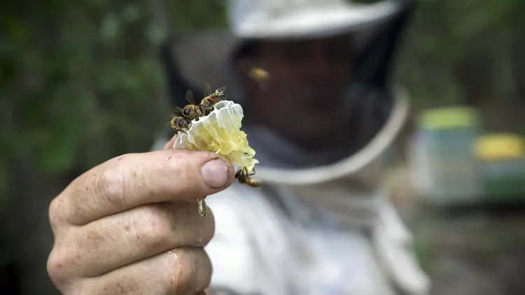 Fred Merriam segura um favo de mel de tupelo, na Georgia (Stephen B. Morton/The New York Times)