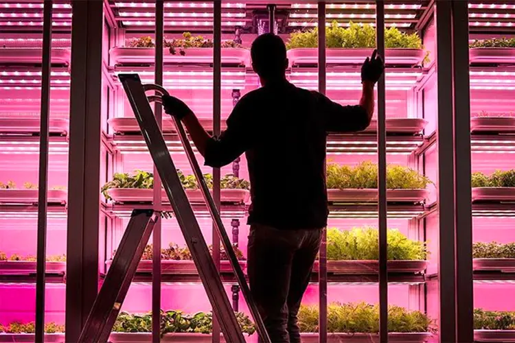 Fazenda vertical da InFarm: startup usa pequenas prateleiras móveis de plantas que podem ficar em um corredor de supermercado ou em um depósito (InFarm/Instagram/Reprodução)