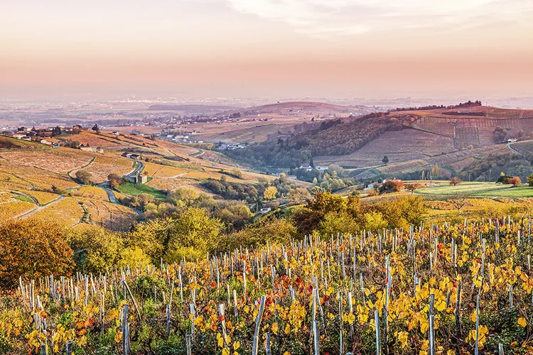 Tradição: alguns dos melhores vinhos do mundo são de Bordeaux (abaixo) e da Borgonha (acima) | Matteo Colombo/GETTY IMAGES 