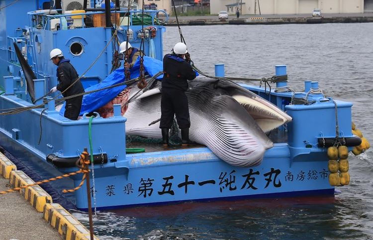 Trabalhadores preparam o descarregamento de uma baleia Minke no porto de Kushiro, em Hokkaido, Japão, nesta segunda (Masashi Kato/Reuters)