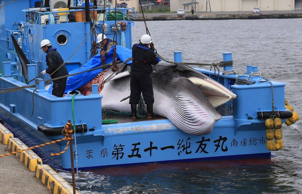 Japão retoma caça comercial de baleias após mais de 30 anos