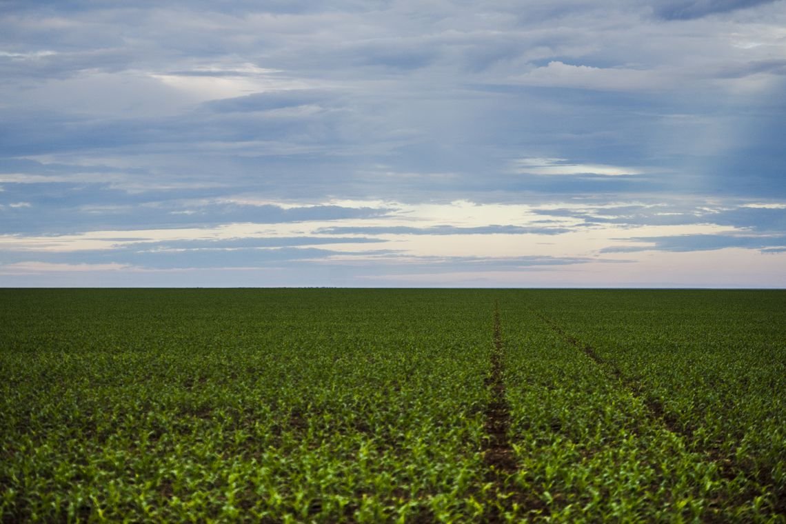 Agrotóxicos: risco de morte será único critério para extrema toxicidade