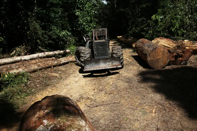 Desmatamento: Amazônia já teve mais de 2.000 quilômetros quadrados derrubados em 2019, pior nível desde 2016 (Nacho Doce/Reuters)