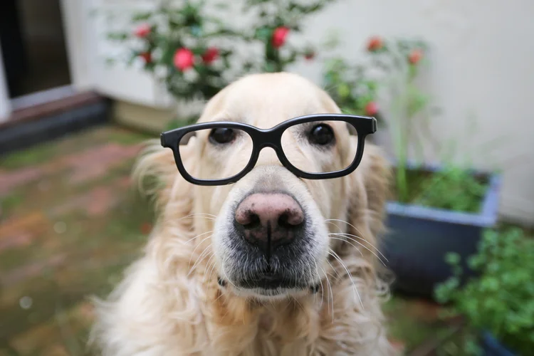 Cachorro de óculos: lista traz bolsas de estudo para todos os estilos e gostos  (foto/Getty Images)