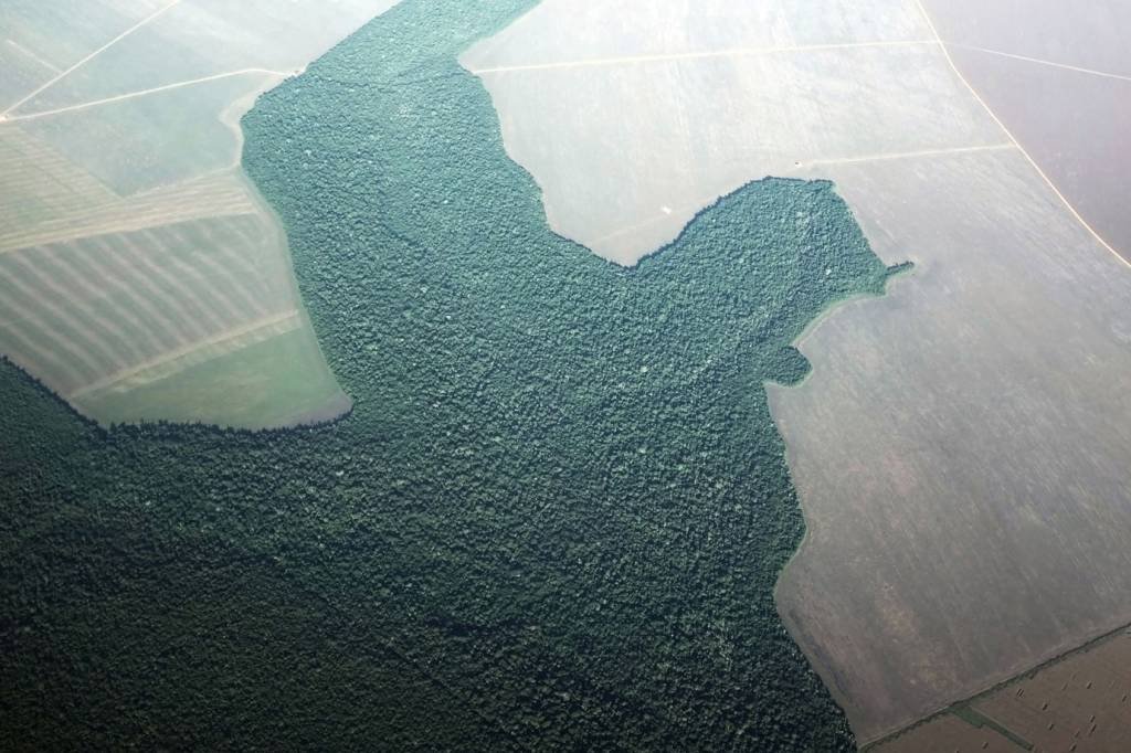 Desmatamento: na Amazônia, cresceu mais de 80% em junho de 2019 (Nacho Doce/Reuters)