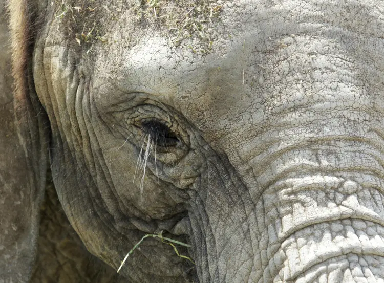 Elefante: o governo da Namíbia autorizou o abate do animal e pagou o equivalente a US$ 8.5000 ao caçador (Imelda Medina/Reuters)