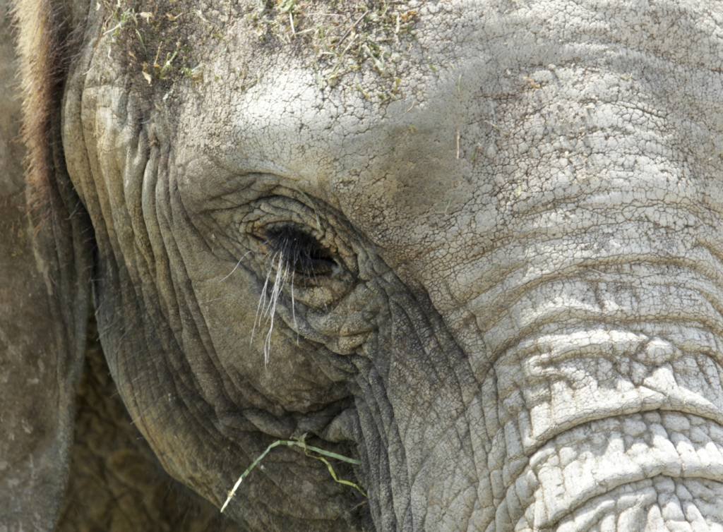 Governo da Namíbia autoriza abate de elefante e causa revolta de ativistas
