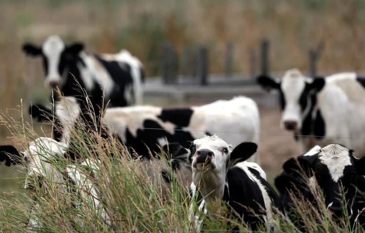 Argentina: abate de vacas pode levar o rebanho do país a ser reduzido em até 400 mil cabeças até 2020 (Marcos Brindicci/Reuters)