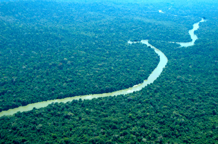 Fundo Amazônia: STF determina reativação (Governo Federal/Divulgação)