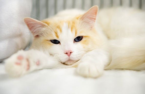 Gato (foto de arquivo): adotado por casal, "Mingau" entrará em guarda compartilhada após separação (Shirlaine Forrest/WireImage/Getty Images)