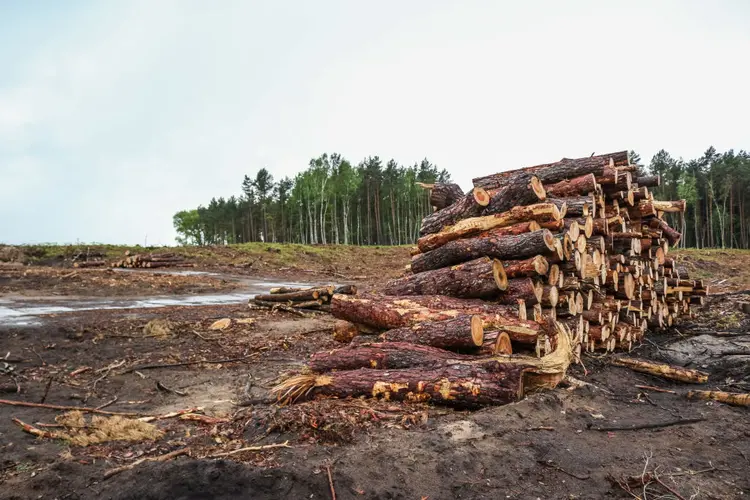 Desmatamento: desmatamento apenas na Amazônia brasileira em junho foi o maior dos últimos cinco anos (Michal Fludra/NurPhoto/Getty Images)