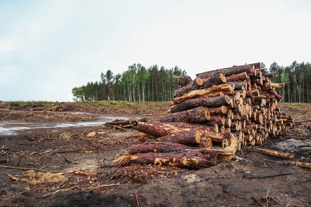 Inpe indica alta de 40% em desmatamento, mas governo contesta
