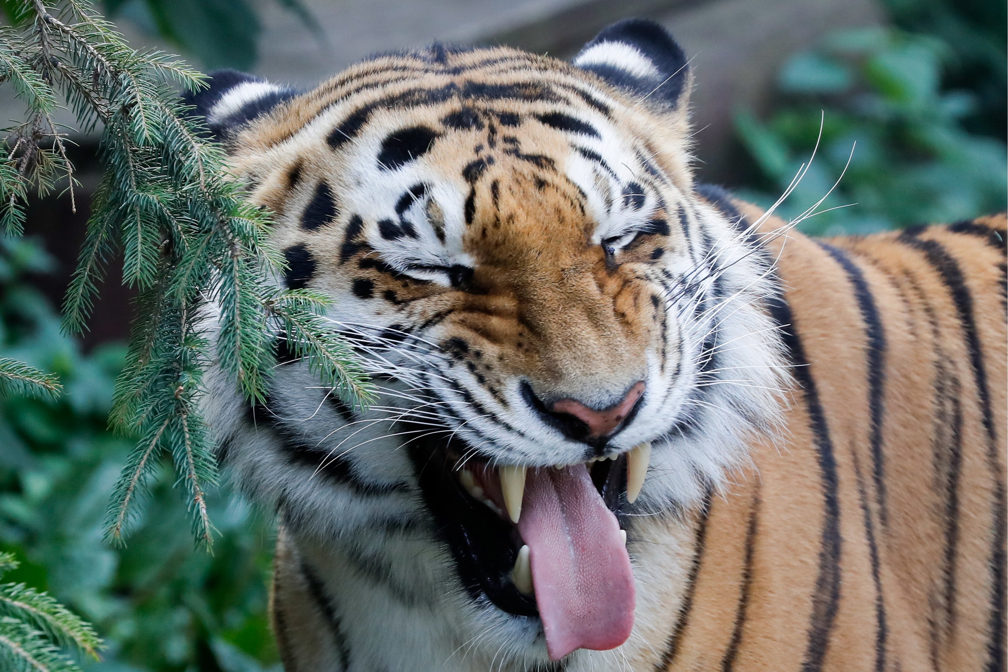 População de tigres na Índia cresce mais de 30% em quatro anos