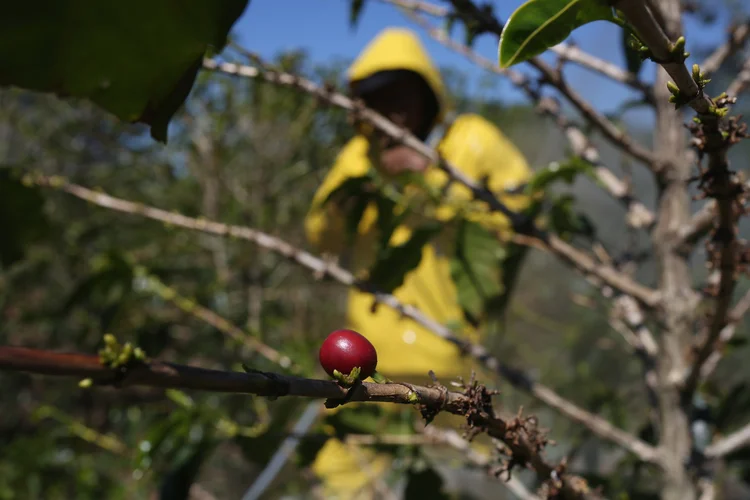 PL dos Agrotóxico: texto está em tramitação desde 1999 e já sofreu diversas alterações (Joe Raedle/Getty Images)