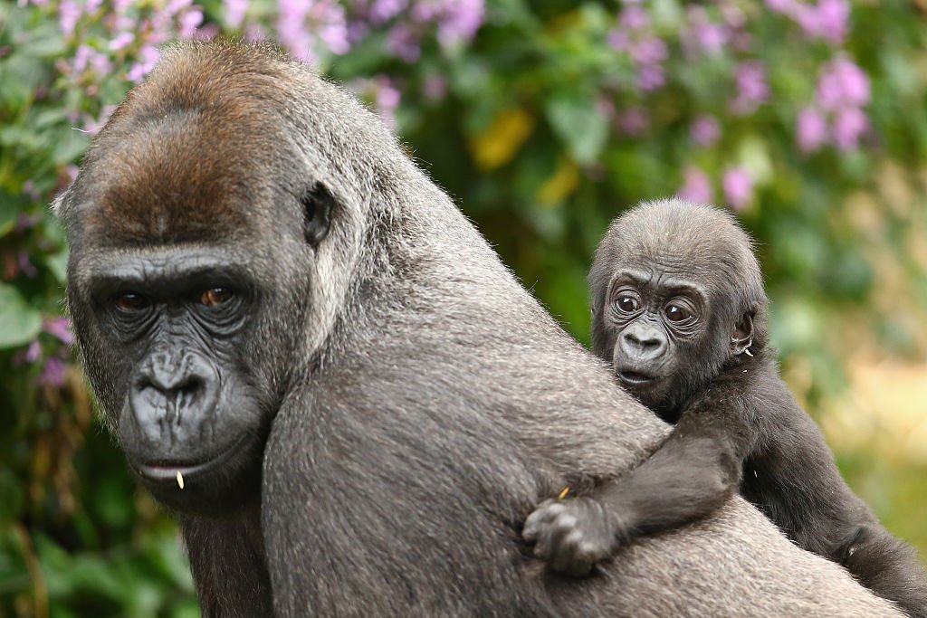 Assim como os humanos, gorilas formam sociedades complexas