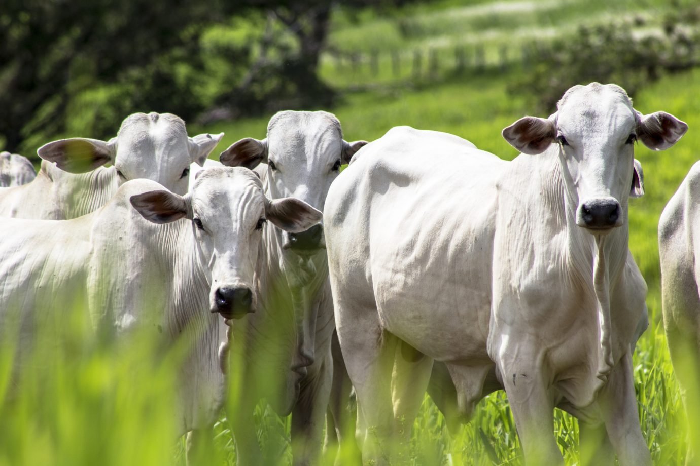 Ministério da Agricultura investiga suspeita de doença da ‘vaca louca’ no Brasil