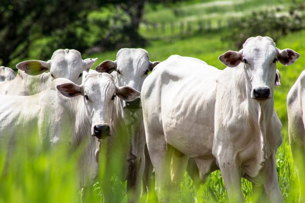 Empresas querem produção de soja e criação de gado sem desmatamento