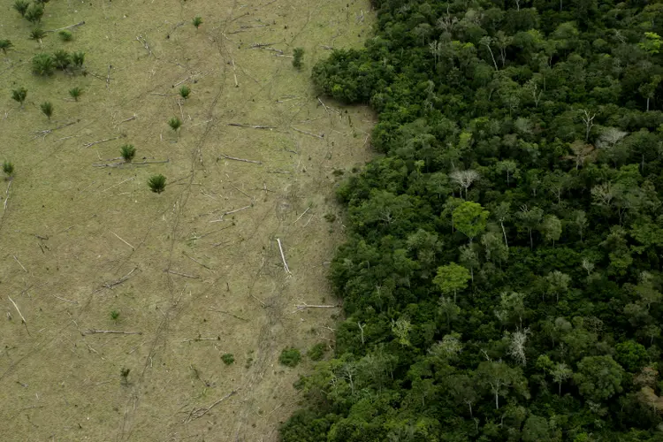 Desmatamento: "Eu não ofereci minha renúncia", disse Galvão (LeoFFreitas/Getty Images)