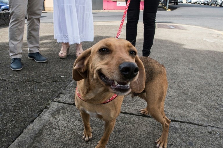 Eleições 2024: pode levar cachorro para votar?