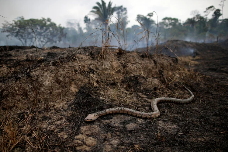 Ibama chegou a ser aclamado mundialmente por seu papel na redução de 80% no desmatamento no Brasil entre 2004 e 2012 (Ueslei Marcelino/Reuters)